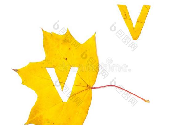 <strong>秋字</strong>母表.信英语字母表的第22个字母是（be的三单形式将切开从黄色的枫树叶子