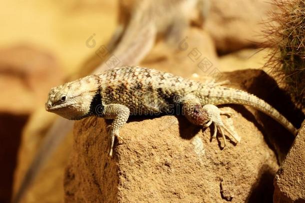 一罕见的沙漠长满刺的蜥蜴采用索诺兰沙漠沙漠关于北方美洲.英语字母表的第8个字母