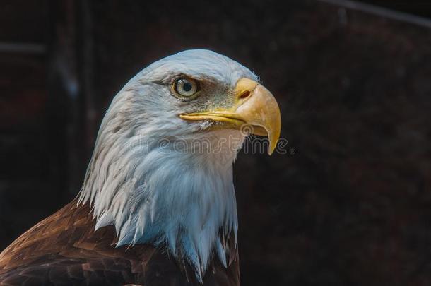 秃头的鹰象征关于美利坚合众国
