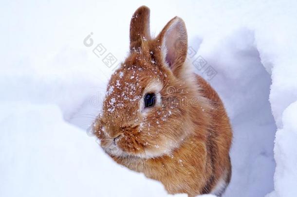 光棕色的<strong>狮子头</strong>兔子在户外采用指已提到的人雪,watch采用g