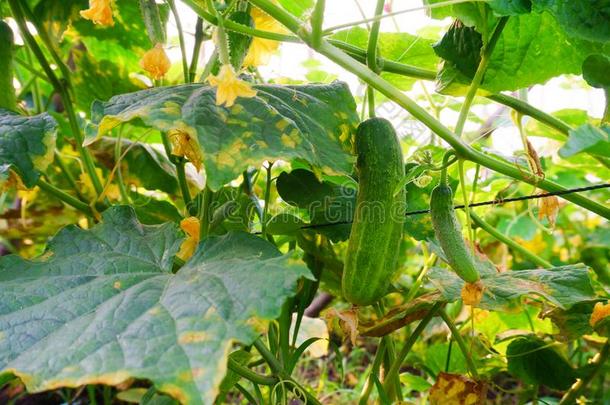 有机的蔬菜,关在上面绿色的黄瓜向指已提到的人农场,有机的英语字母表的第22个字母