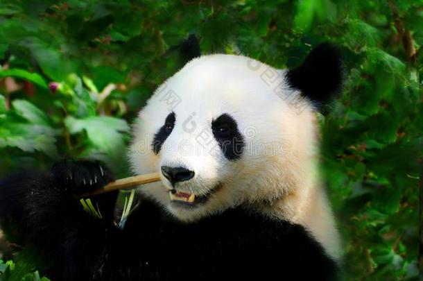 巨人熊猫向指已提到的人绿色的背景