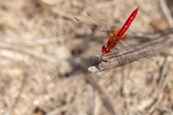 动物,动物眼睛,红色的蜻蜓,飞-虫2