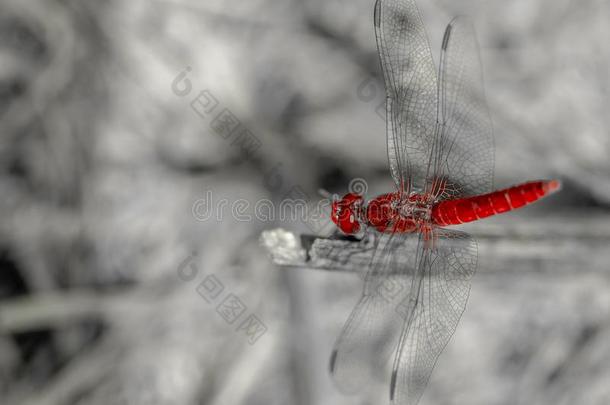 动物,动物眼睛,红色的蜻蜓,飞-虫6