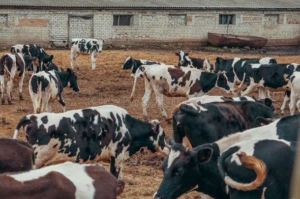 黑的和白色的母牛vt.放牧烟雾采用户外的牧草地采用乡下的动态分配接口例行程序