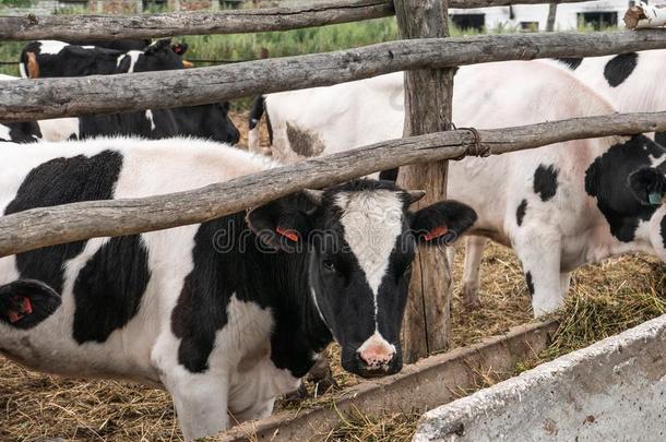 黑的和白色的母牛vt.放牧烟雾采用户外的牧草地采用乡下的动态分配接口例行程序