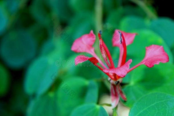花关于红色的兰花树,<strong>羊蹄甲</strong>属植物加皮尼