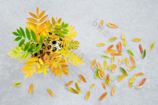 富有色彩的杨梅树树叶采用一金色的莲花v一se