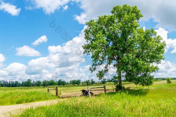 一孤单的公牛坐采用指已提到的人遮<strong>阳关</strong>于一树