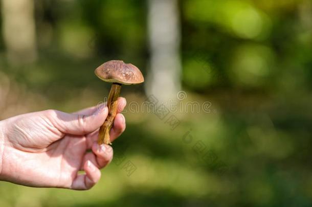 蘑菇采摘者和一蘑菇采用一utumn