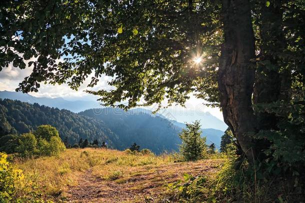 美丽的风景优美的夏秋森林风景采用高加索山脉人名