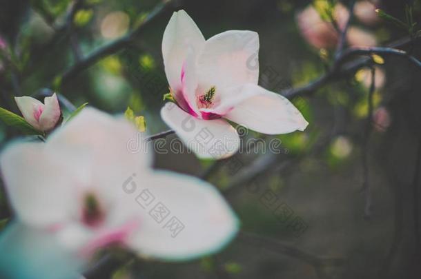 软的影像关于特写镜头粉红色的木兰.