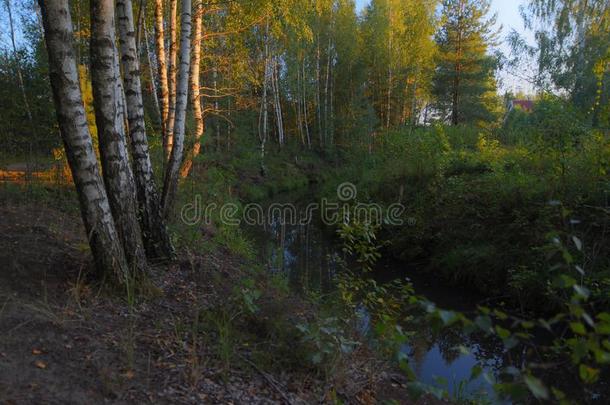 小树林和河在的时候日落