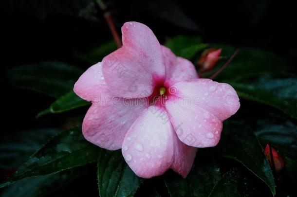 新的畿尼<strong>凤仙花</strong>属植物或<strong>凤仙花</strong>属植物小贩