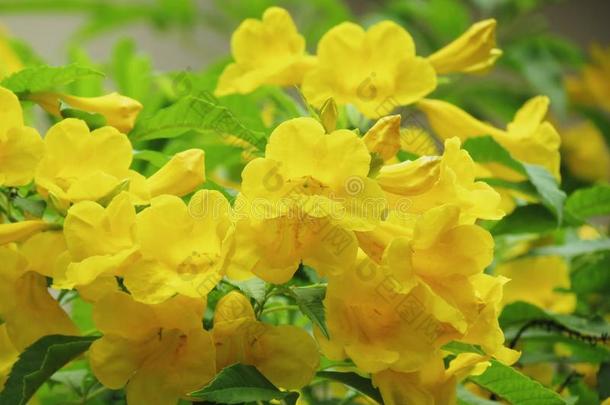 黄色的年长的花,吹喇叭,喇叭花,黄色的喇叭
