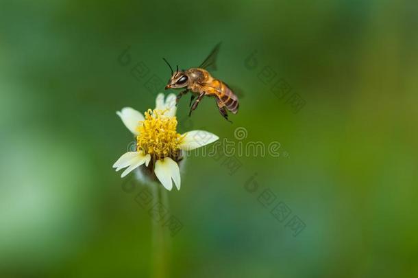 一蜜蜂是（be的三单形式侵入一Trid一x平卧儿花向collect收集