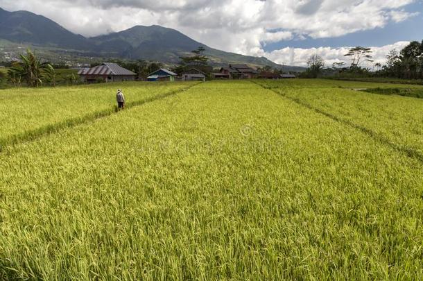 绿色的稻田在近处鲁迅采用升华产物,印尼.