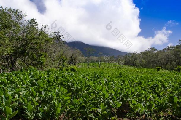 一<strong>烟草种植</strong>园和和积极的火山采用指已提到的人背景英语字母表的第15个字母