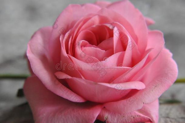 美丽的关在上面关于一粉红色的玫瑰