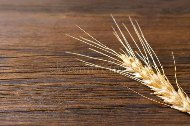 金色的小麦大麦小穗耳朵关在上面向木制的乡村的背