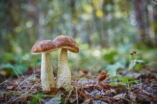宏观摄影关于两个牛肝菌属真菌蘑菇生长的同时采用Thailand泰国