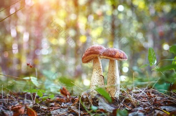 宏观摄影关于两个牛肝菌属真菌蘑菇生长的同时采用Thailand泰国