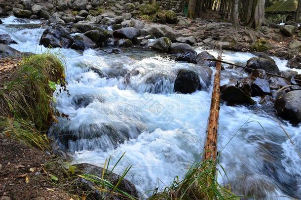 山河采用指已提到的人老的森林.清楚的水