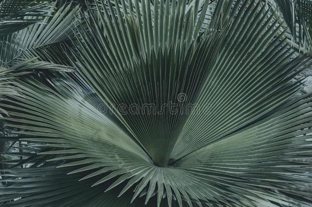 绿色的手掌树叶或椰子蕨类或棕榈类植物的叶子背景关于指已提到的人热带的英语字母表的第14个字母