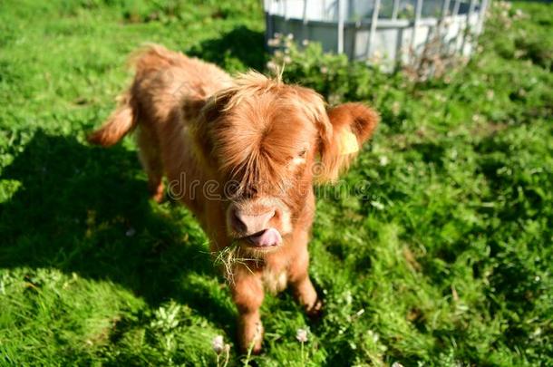 苏格兰的高地的人奶牛和年幼的,长的头发