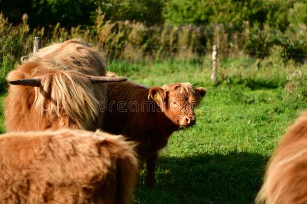苏格兰的高地的人奶牛和年幼的,长的头发
