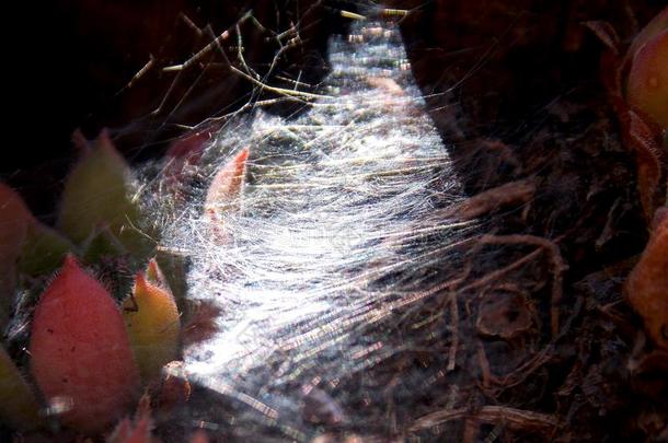 薄的蜘蛛蜘蛛网点火在上面在旁边指已提到的人太阳