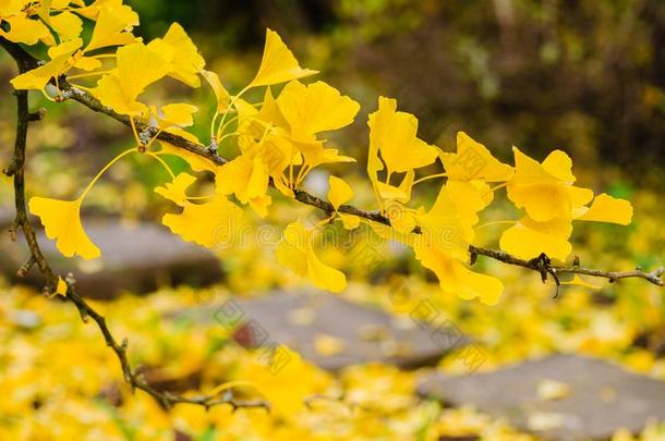 秋黄色的银杏树叶子.树枝向树