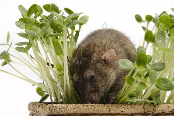 大老鼠和年幼的新芽关于西瓜采用一cl一y罐.