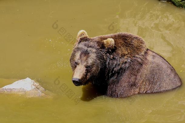 欧洲的棕色的熊,熊属<strong>大小</strong>熊星座统称<strong>大小</strong>熊星座统称,欧亚的棕色的熊波黑