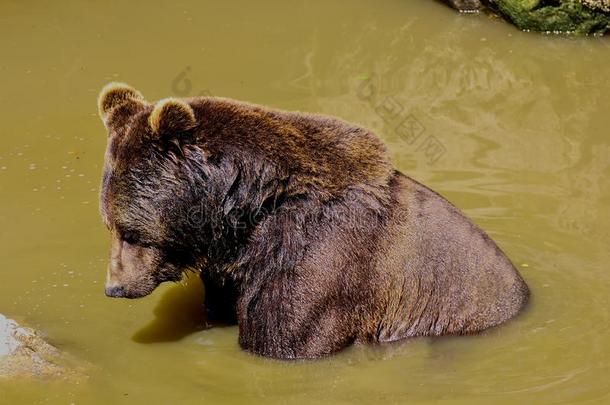 欧洲的棕色的熊,熊属大小熊星座统称大小熊星座统称,欧亚的棕色的熊波黑
