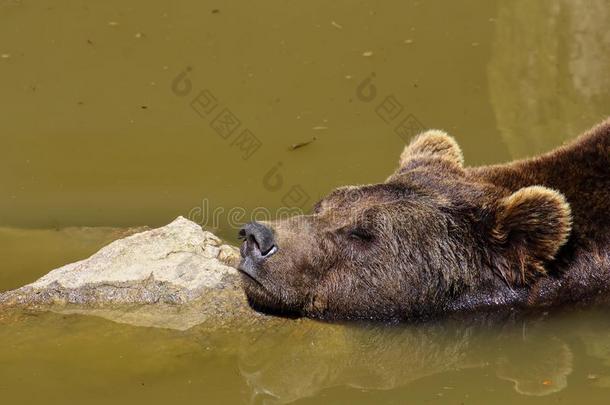 欧洲的棕色的熊,熊属<strong>大小</strong>熊星座统称<strong>大小</strong>熊星座统称,欧亚的棕色的熊波黑