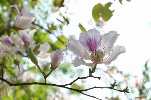 很漂亮白色的花,<strong>羊蹄</strong>甲属植物杂色,兰花树,骆驼&#字母x27;