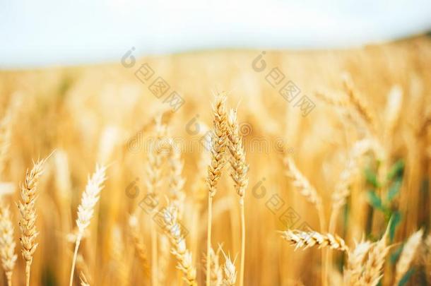 黄色的秋夏耳关于小麦田