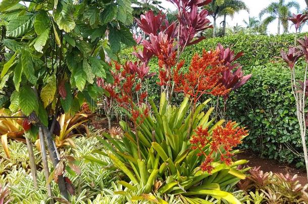 救济物种植园瓦胡岛岛美国夏威夷州