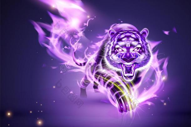 老虎和紫色的燃烧的火焰