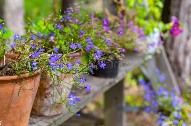 几个的花盆和小的蓝色花在户外