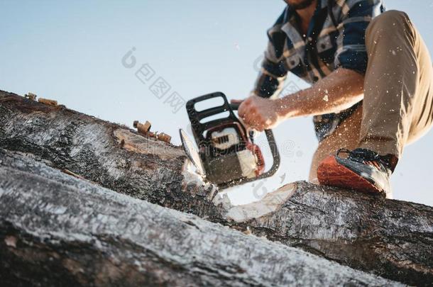 强的专业的伐木工人使用用链锯割向锯木厂