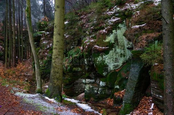 砂岩岩石和苔藓采用指已提到的人森林