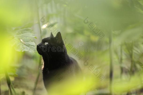 黑的猫关在上面肖像向夏草背景