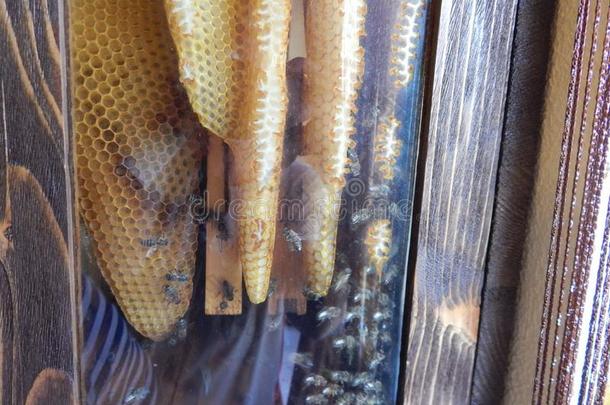 蜂蜜蜂窝,蜂窝,蜂蜜抽<strong>油烟</strong>机和蜂蜜乘积