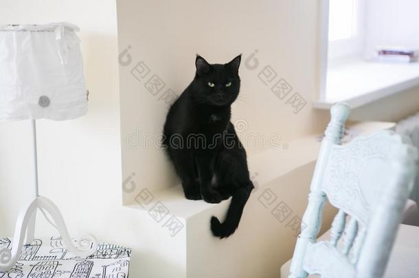 黑的猫向一白色的b一ckground坐向一窗窗台紧接在后的向一
