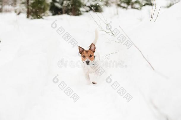 狗<strong>嬉戏</strong>喧闹的采用深的雪walk采用g在新鲜的天空在w采用ter森林