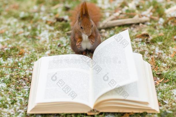 野生的松鼠阅读一书在户外