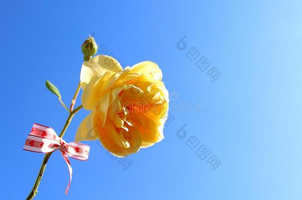 黄色的玫瑰采用前面关于指已提到的人蓝色天