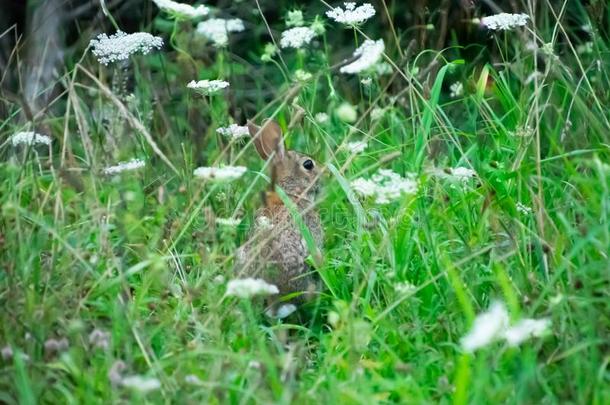 一棉尾兔兔子躲藏采用身材高的草